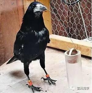 乌鸦吃瓜的视频,智慧食趣一幕 第3张 乌鸦吃瓜的视频,智慧食趣一幕 第3张