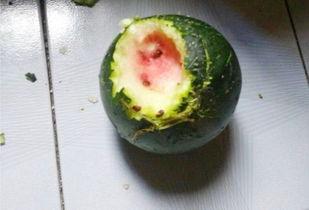 涅普吃瓜 瓜  第2张