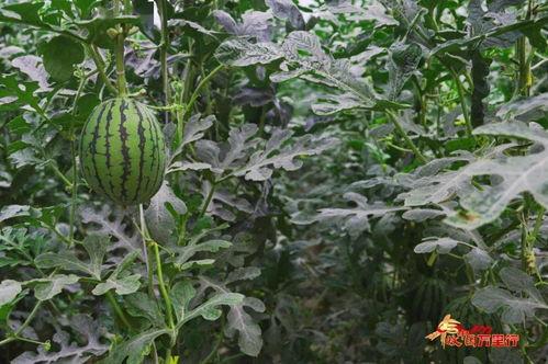 丰收瓜可以晒干吃,传统晒制工艺,尽享瓜果飘香 第2张 丰收瓜可以晒干吃,传统晒制工艺,尽享瓜果飘香 第2张