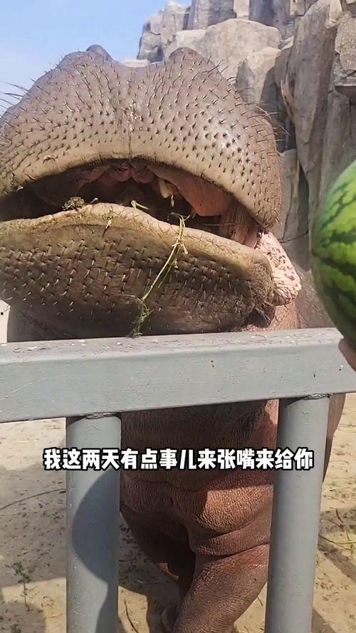 搞笑视频河马吃瓜,一场欢乐的“瓜界”盛宴 第3张 搞笑视频河马吃瓜,一场欢乐的“瓜界”盛宴 第3张