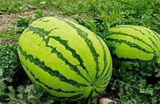 苏安安吃瓜 第3张 苏安安吃瓜 第3张