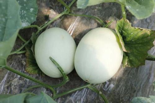 小胖吃玉菇瓜  第2张