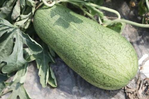 小胖吃玉菇瓜  第3张