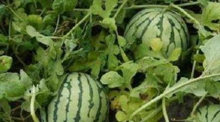 落九川说吃瓜,揭秘娱乐圈的甜蜜与苦涩 第2张 落九川说吃瓜,揭秘娱乐圈的甜蜜与苦涩 第2张