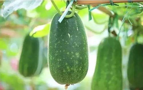 落九川说吃瓜,揭秘娱乐圈的甜蜜与苦涩 第3张 落九川说吃瓜,揭秘娱乐圈的甜蜜与苦涩 第3张