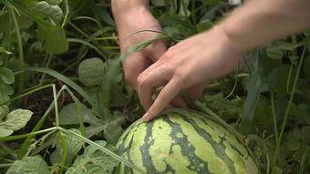 吃瓜不如吃西瓜什么意思,吃瓜不如吃西瓜，尽享清凉美味时光