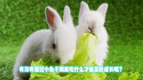 吃兔瓜,传统美食的现代演绎 第2张 吃兔瓜,传统美食的现代演绎 第2张