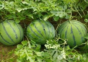 吃瓜吃到什么程度,揭秘吃瓜艺术的极致境界 第3张 吃瓜吃到什么程度,揭秘吃瓜艺术的极致境界 第3张