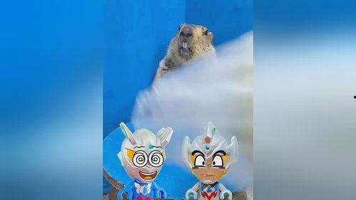 土拨鼠吃瓜合集,趣味横生的动物日常