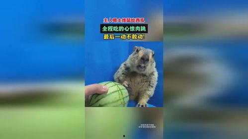 土拨鼠吃瓜合集,趣味横生的动物日常 第2张 土拨鼠吃瓜合集,趣味横生的动物日常 第2张