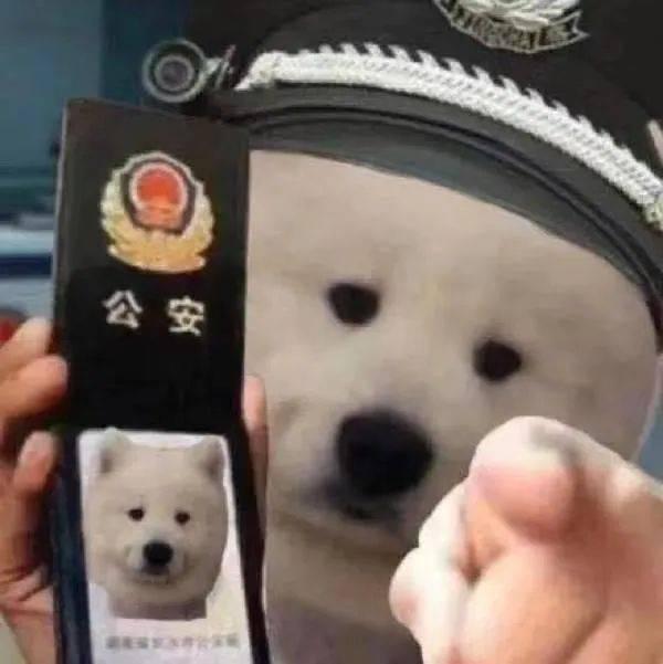 吃瓜沙雕屋子,一场趣味横生的网络狂欢  第2张