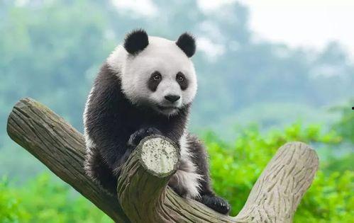 熊猫吃大瓜 第2张 熊猫吃大瓜 第2张