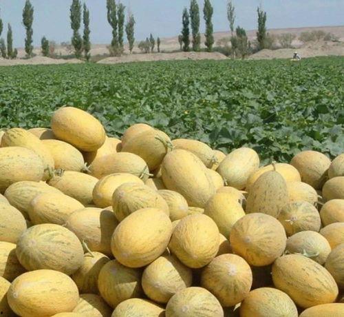 路边吃瓜的人,见证人间百态