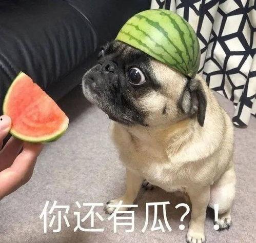 爆料吃瓜表情包图片