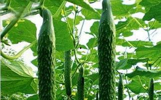 河口树瓜怎么吃,探索美味与营养的完美结合  第3张